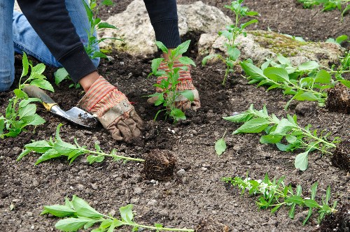 Hands planting seedlings in a Downham garden